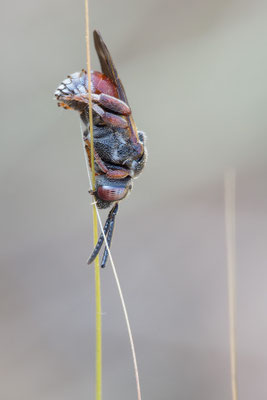 Nomada spec. 1 - Spanien, l´Escala, Parc Natural del Montgri 6/2019 