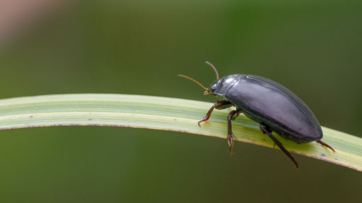 Agapus bipustulatus - Zornheim, Garten, Teich 9/2013 (Fam. Schwimmkäfer)
