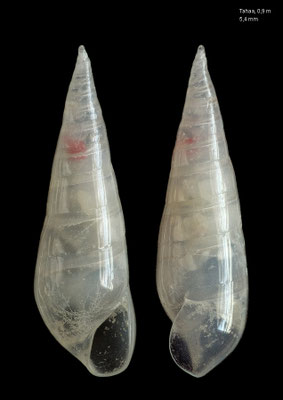 Melanella spec. 10 - French Polynesia, Tahaa, 0,9 m 5/2019