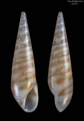 Eulima glabra - Croatia, Cres, Martinscica, Tiha Bay, 5-6 m 6/2017