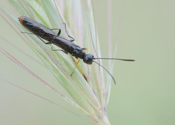 Calamenta cf. haemorrhoidalis - Frankreich, Narbonne-Plage, Massif-de-la-Clape 5/2016 (Fam. Halmwespen)