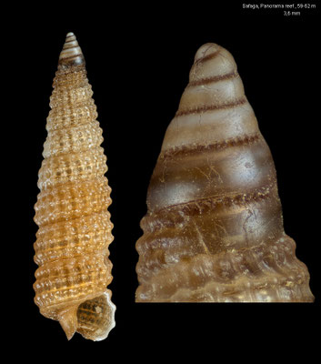 Costulopsis spec. 1 - Egypt, Safaga, 59-62 m 10/2015