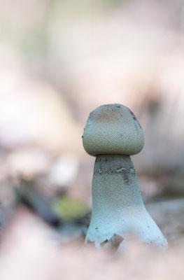 Macrolepiota procera - Ober-Olmer Wald 10/2015 (Gemeiner Riesenschirmling)