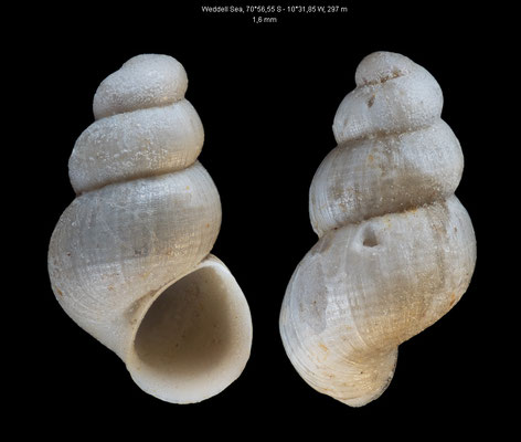 Onoba egorovae - Weddell Sea, 70°56,55 S - 10°31,85 W, 297 m 2/2014