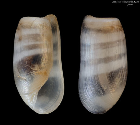 Retusa truncatula - Greece, Crete, east coast, Téntas, 1,5 m 6/2019