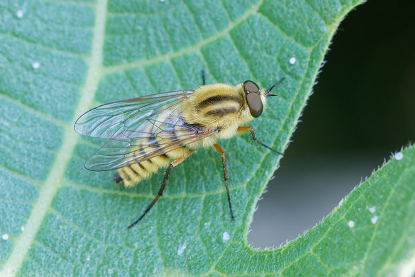 Therevidae Thereva species ♂ - Kroatien, Cres, Martinscica 5/2017 (Fam. Stilettfliegen, Art?)