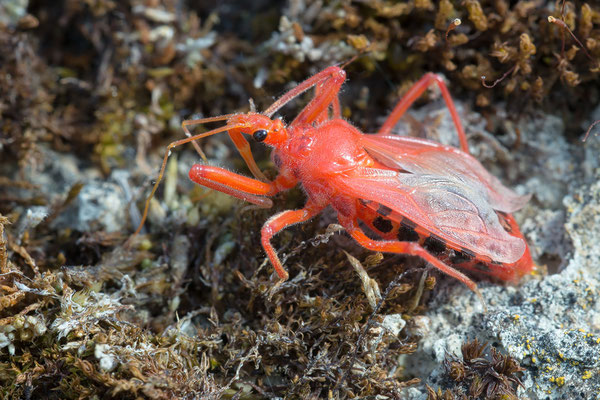 Rhynocoris iracundus - Rüssingen, Steinbruch, juvenil -frisch gehäutet 5/2020 (Rote Mordwanze, jung)