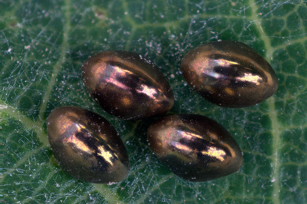 Gonocerus acuteangularis - Mainz, Lennebergwald, Geiersköppelweg, an Eiche 6/2021 (Braune Randwanze, Eier: 1,7 mm)