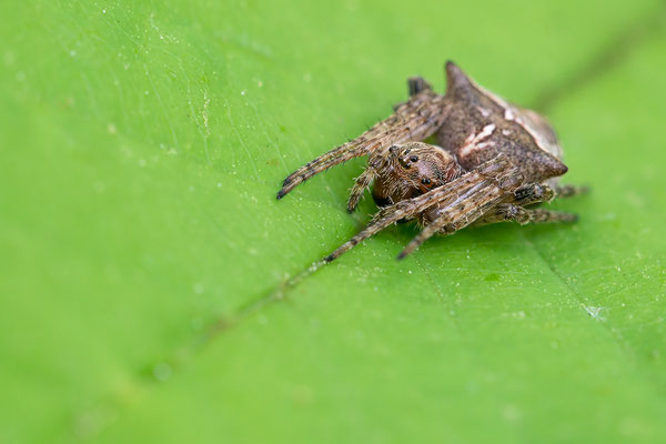 Gibbaranea bituberculata - Mainz, Lennebergwald 4/2015 (Zweihöckerige Kreuzspinne)