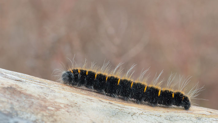 Macrothylacia rubi - Frei-Laubersheim, nahe altem Steinbruch 7/2020 (Brombeerspinner, junge Raupe)