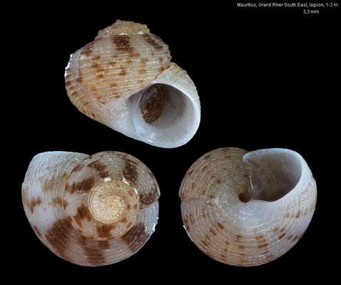 Collonista ishibei - Mauritius, Grand River South East, lagoon, 1 m 2/2010 