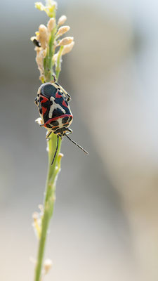 Eurydema ornata - Spanien, Valladolid 6/2015 (Schwarzrückige Gemüsewanze)