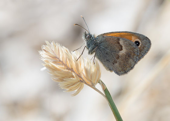 Coenonympha pamphilus - Kroatien, Cres, Martinscica 6/2017 (Kleines Wiesenvögelchen)