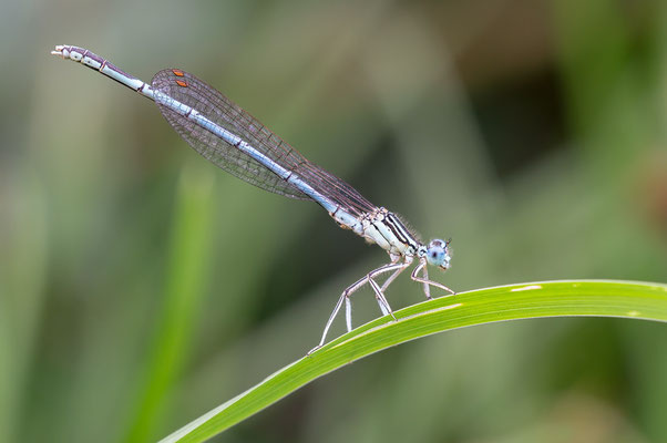 Platycnemis pennipes ♂ - Schweiz, Itingen, nahe Ergolz 8/2019 (Blaue Federlibelle)