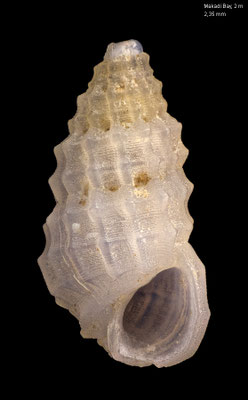 Costabieta favrei  - Egypt, Makadi Bay, 2,2 m 12/2013