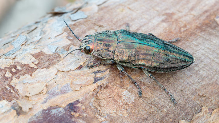 Chalcophora mariana - Spanien, Costa Brava, bei Port de la Selva, auf Pinie 6/2018