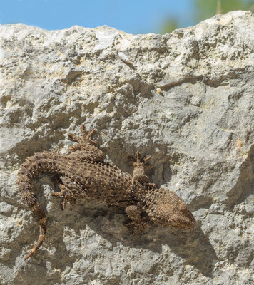 Tarentola mauritanica - Narbonne-Plage, Massif de la Clape 5/2016 (Mauergecko)