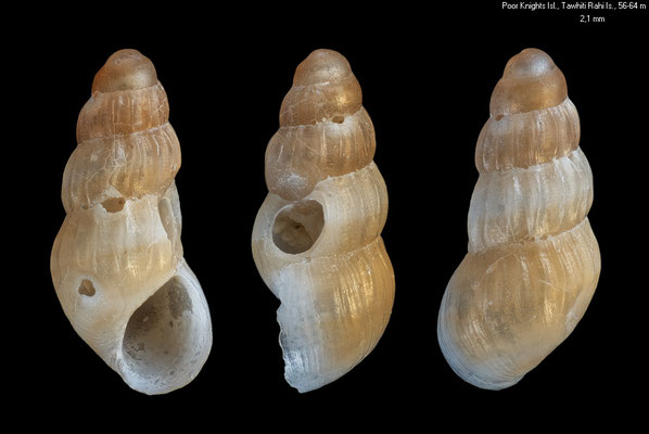Fictonoba rufolactea - NZ, Poor Knights Islands, Tawhiti Rahi Island, 56-64 m 9/2001
