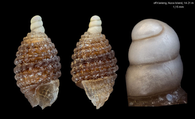 Joculator coffeus - Papua New Guinea, off Kavieng, Nusa Island, 14-21 m 12/2012