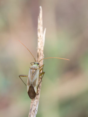 Adelphocoris lineolatus - Mainz, Düne 8/2015