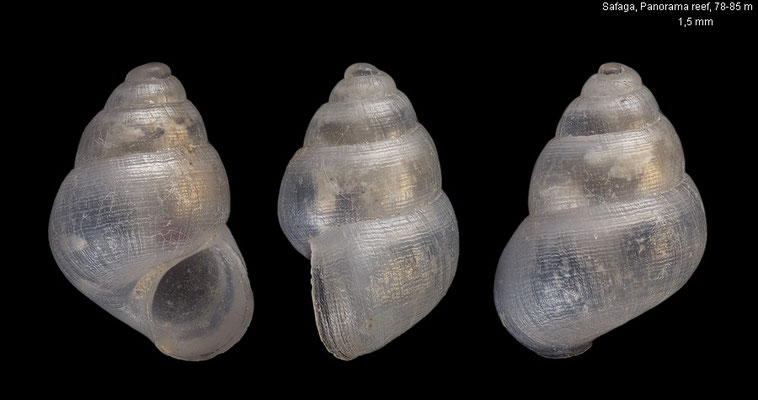 Voorwindia tiberiana - Egypt, Safaga, Panorama reef, 78-85 m 10/2015
