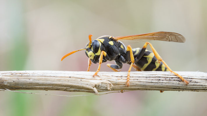 Polistes dominula - Zornheim, Garten 3/2017 (Gallische Feldwespe)