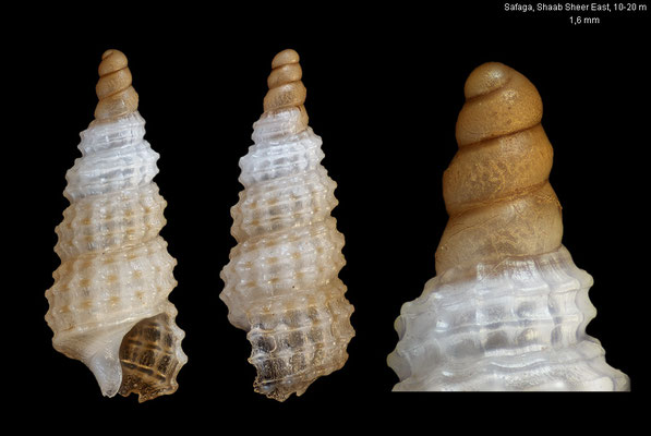 Marshallopsis spec. 1 - Egypt, Safaga, Shaab Sheer East, 10-20 m 12/2013