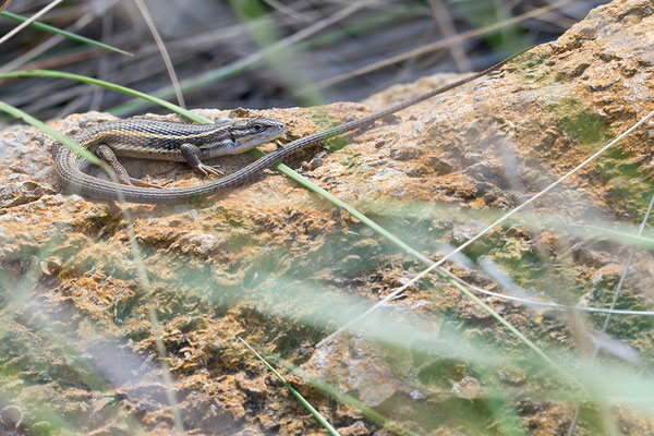 Psammodromus algirus - Narbonne-Plage 5/2016 (Algerischer Sandläufer)