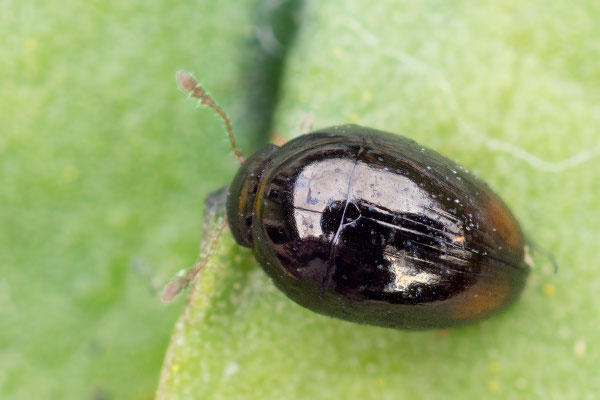 Olibrus bicolor - Zornheim, Selzer Berg, in Löwenzahn 4/2021 (Fam. Glattkäfer)