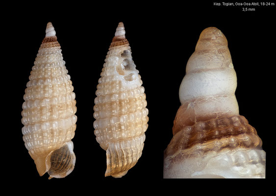 Joculator cf. kuboi - Indonesia, Gulf of Tomini, Kep. Togian, Goa-Goa Atoll, 18-24 m 10/2010
