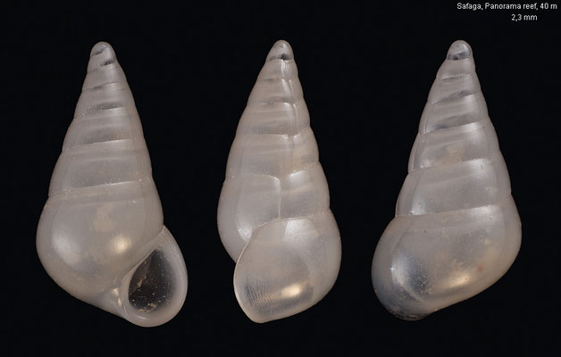 Parvioris spec. 5 - Egypt, Safaga, Panorama reef, 40 m  10/2015