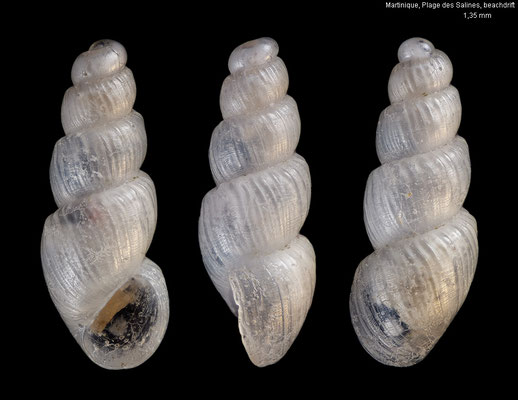 Aclis gittenbergeri - Martinique, Plage des Salines, beachdrift 9/2025