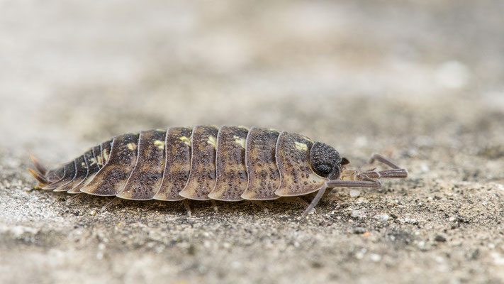 Porcellio spinicornis - Zornheim, Garten, Mauerkrone 4/2022 (Dornfühlerassel)