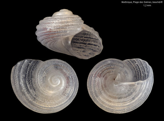 Parviturboides interruptus - Martinique, Plage des Salines, beachdrift 9/2025
