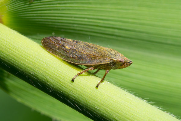 Aphrophora salicina - Selzufer bei Hahnheimer Bruch, an Schilf 5/2020 (Weidenschaumzikade)