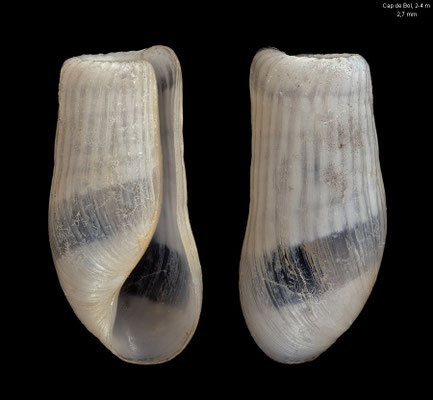 Retusa truncatula - Spain, Costa Brava, Beleser, Cap de Bol, 2-4 m 6/2018