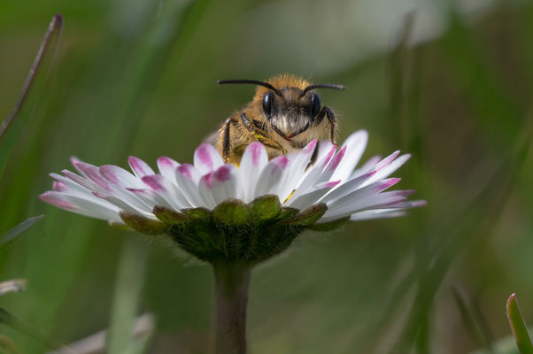 Colletes cunicularius ♂ - Zornheim, Hasenberg 4/2018 (Frühlings-Seidenbiene)