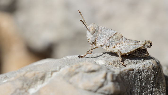 Oedipoda germanica - Kroatien, Cres, Vidovici 6/2017 (Rotflügelige Ödlandschrecke, Larve)