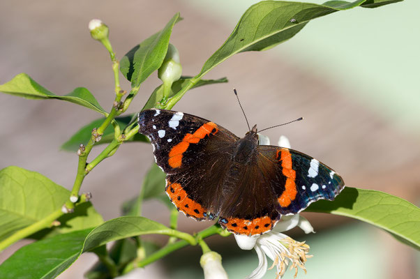 Vanessa atalanta - Zornheim, Garten, an Zitrone 2/2021 (Admiral)