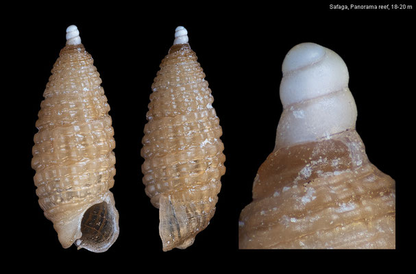 Joculator spec. 20 - Egypt, Safaga, Panorama reef, 18-20 m 10/2015