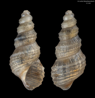 Cerithium spec. 3 - Thailand, Ko Lanta, Bakantiang Beach 7/2016 (family/genus??)