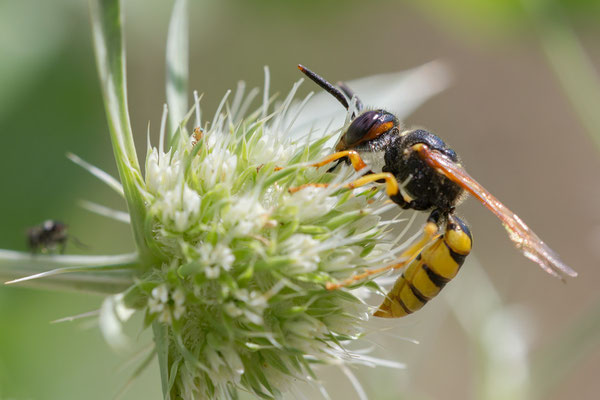 Philanthus triangulum - Mainz, Düne 7/2015 (Bienenwolf)