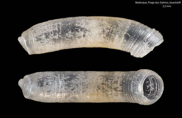 Caecum circumvolutum - Martinique, Plage des Salines, beachdrift 9/2025