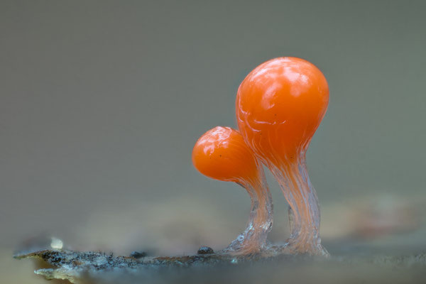 Trichia decipiens - Dudenhofen, Kalksandsteinwerk, Wald, Totholz Kiefer 10/2021 (Rotköpfiger Schleimpilz)