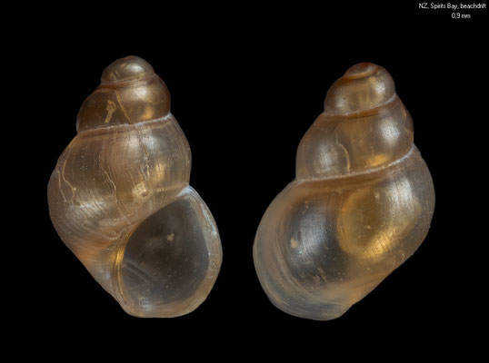Skenella spadix - New Zealand, Spirits Bay, beachdrift 12/2012