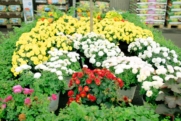 Pflanzen & Deko - Vorteil Bauzentren