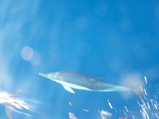 Delfin-Begleitung
