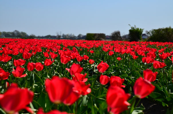 B&B Keukenhof