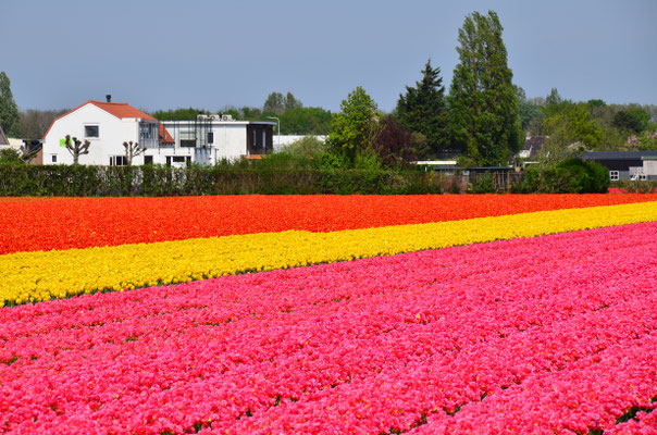 Bed & Breakfast midden in de bloemenvelden