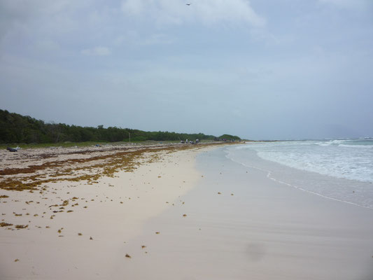 Mammee Bay Beach Clean Up One For Jamaica E V